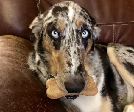 Edgewood Veterinary Hospital