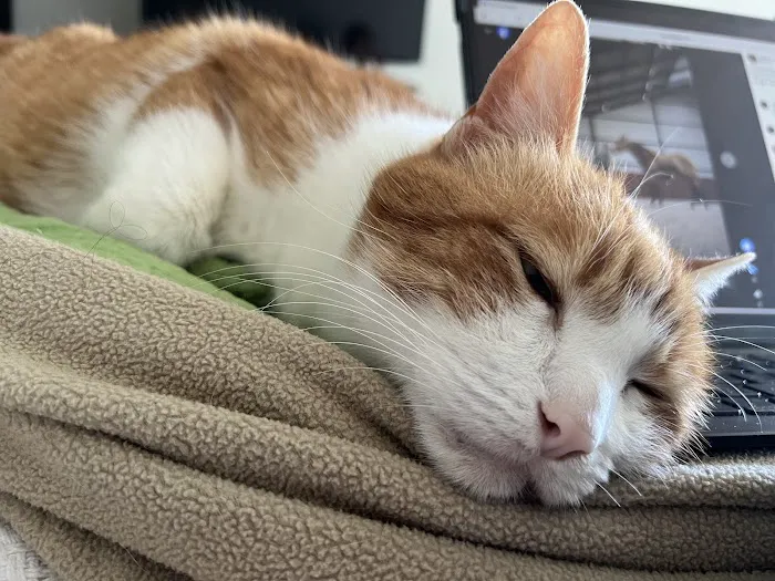 Edgewood Veterinary Hospital Picture 6