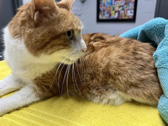 Edgewood Veterinary Hospital Picture 5