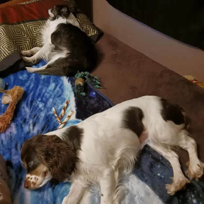 Labahn Veterinary Hospital: Adkins Cheryl DVM Picture 1