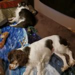 Labahn Veterinary Hospital: Adkins Cheryl DVM