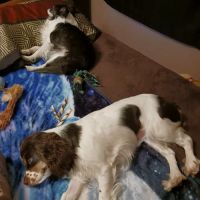 Labahn Veterinary Hospital: Adkins Cheryl DVM ico