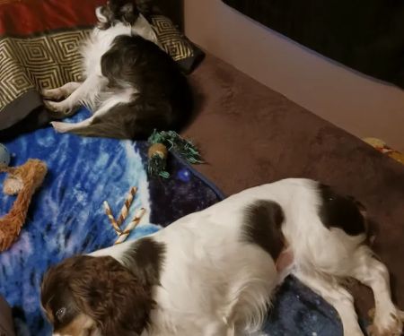 Labahn Veterinary Hospital: Adkins Cheryl DVM