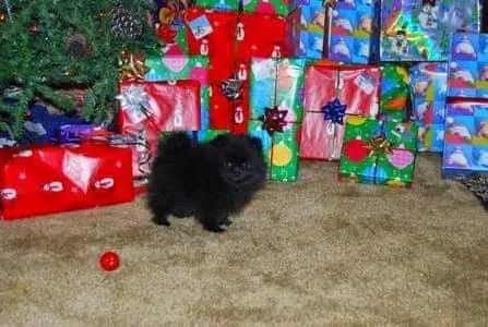 Labahn Veterinary Hospital: Adkins Cheryl DVM Picture 6