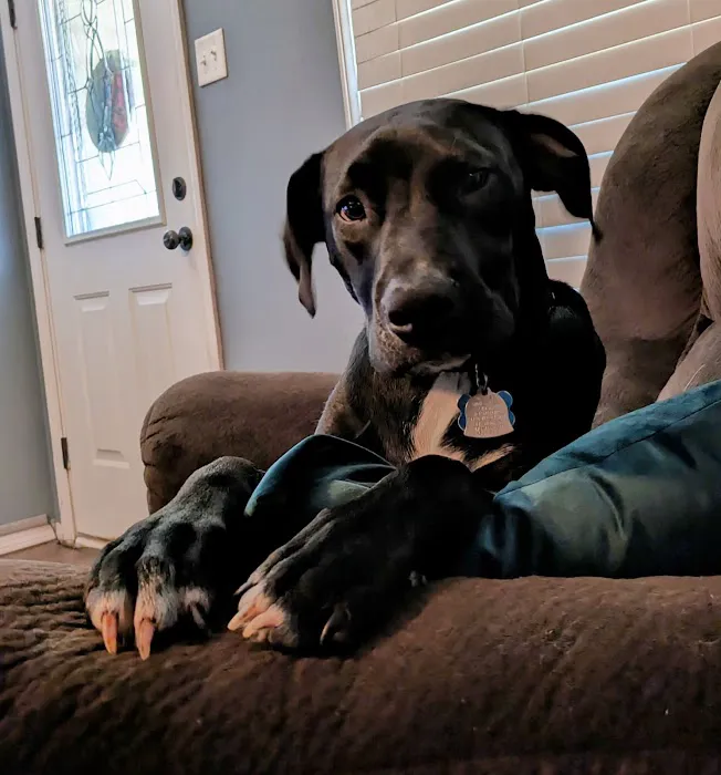 Labahn Veterinary Hospital: Adkins Cheryl DVM Picture 4