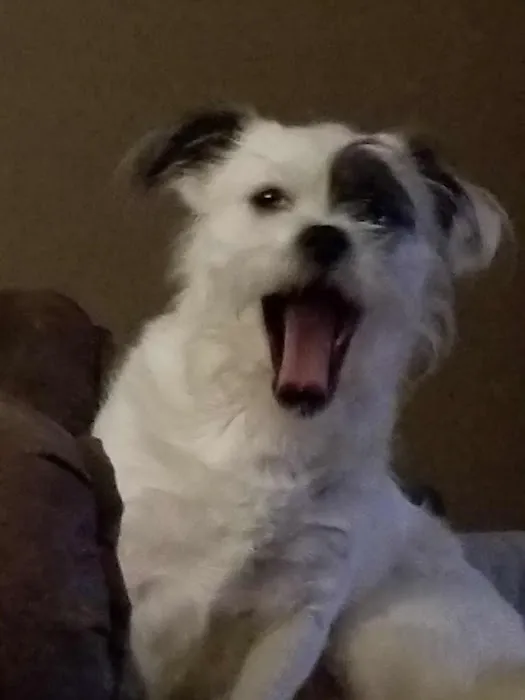 Pointer Trail Animal Clinic Picture 1