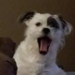 Pointer Trail Animal Clinic