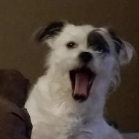 Pointer Trail Animal Clinic ico