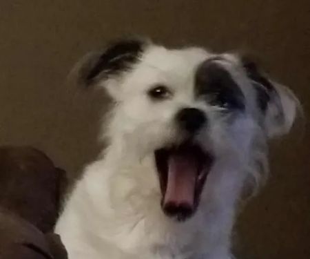 Pointer Trail Animal Clinic