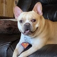 Davenport Veterinary Hospital ico