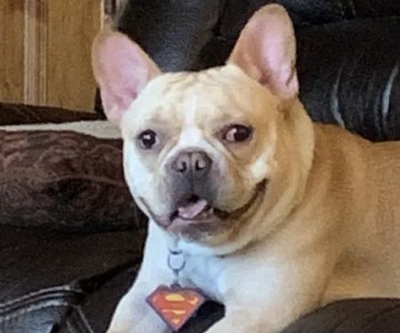 Davenport Veterinary Hospital