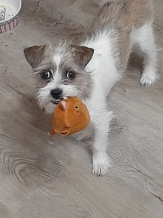 Remer Veterinary Hospital Picture 4