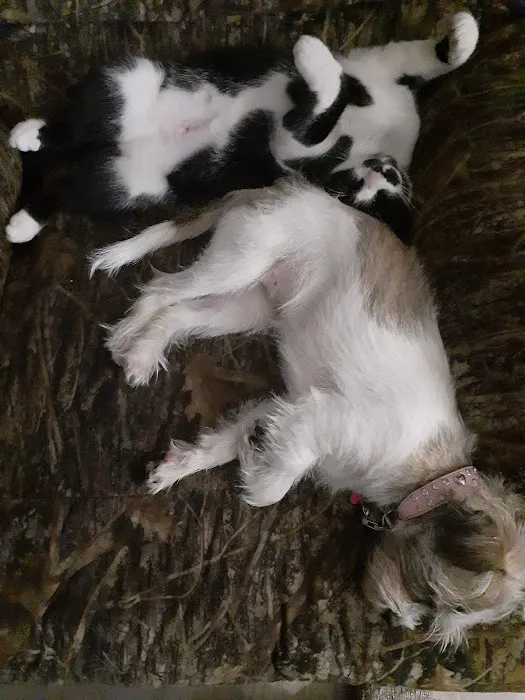 Remer Veterinary Hospital Picture 3