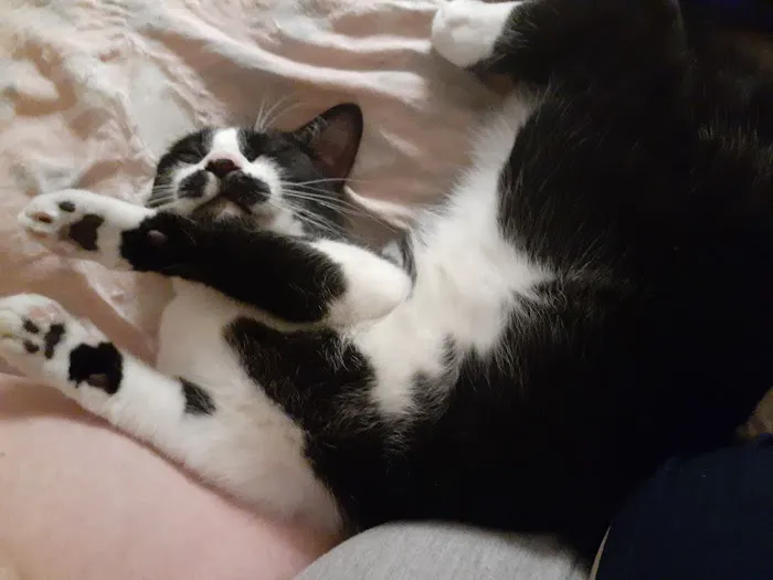 Remer Veterinary Hospital Picture 1