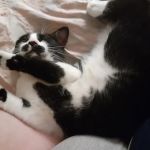 Remer Veterinary Hospital