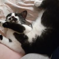 Remer Veterinary Hospital ico