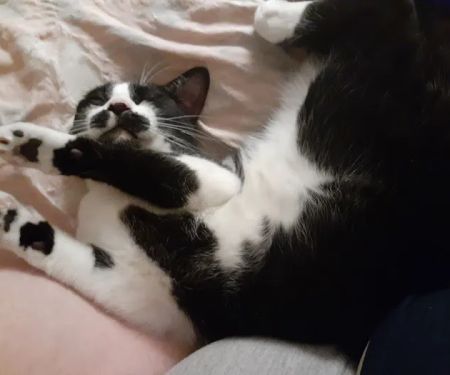 Remer Veterinary Hospital