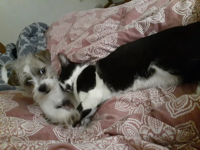 Remer Veterinary Hospital Picture 2