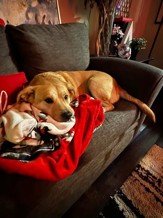 Remer Veterinary Hospital Picture 8