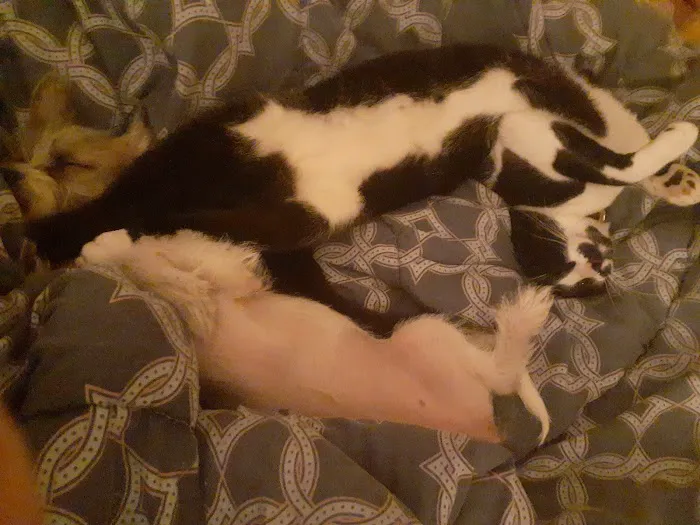 Remer Veterinary Hospital Picture 5