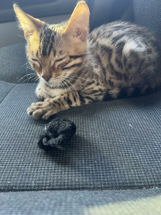 KezKatz Cattery Picture 2