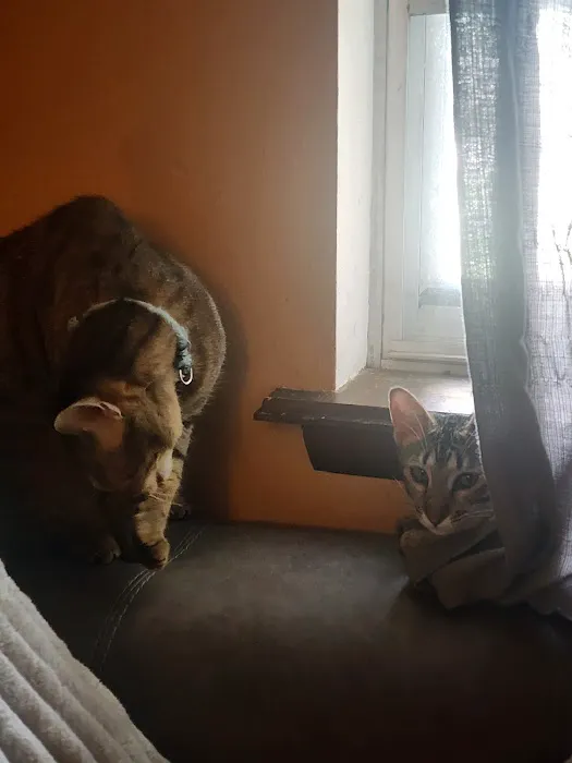 KezKatz Cattery Picture 1