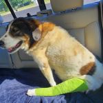 Spiro Veterinary Clinic Inc