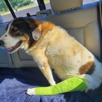 Spiro Veterinary Clinic Inc ico