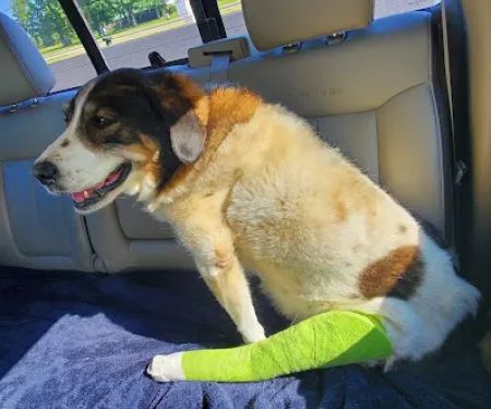 Spiro Veterinary Clinic Inc