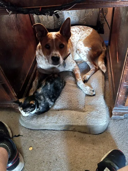 Spiro Veterinary Clinic Inc Picture 7