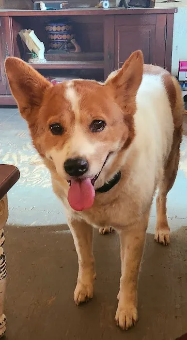 Spiro Veterinary Clinic Inc Picture 5