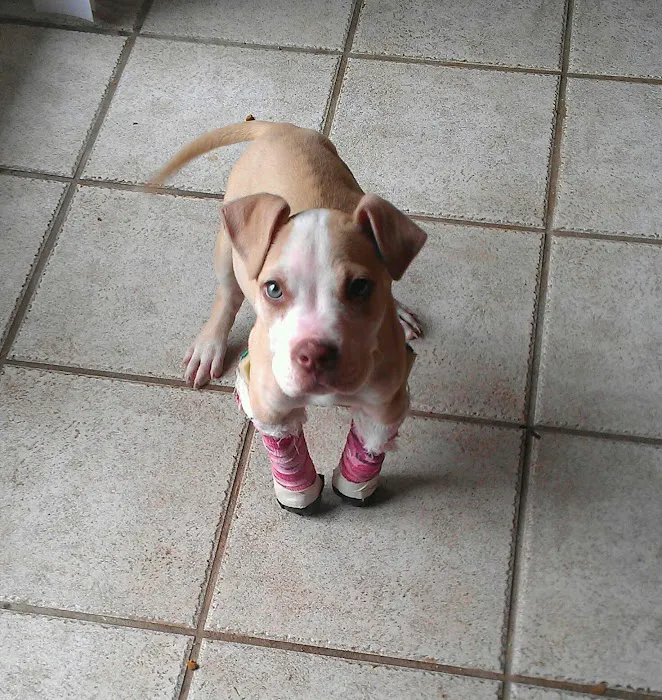 Spiro Veterinary Clinic Inc Picture 9