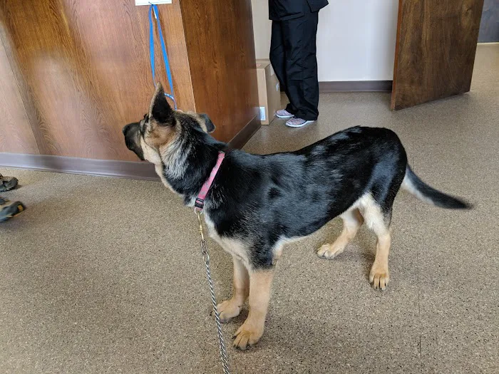 Spiro Veterinary Clinic Inc Picture 10