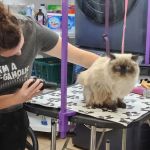 Haskell County Animal Clinic