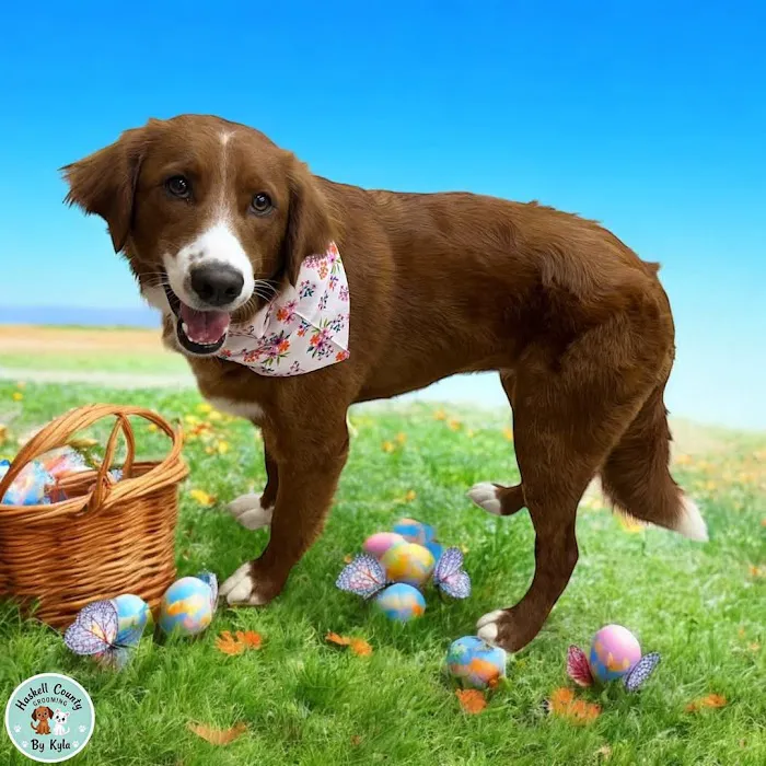 Haskell County Animal Clinic Picture 4