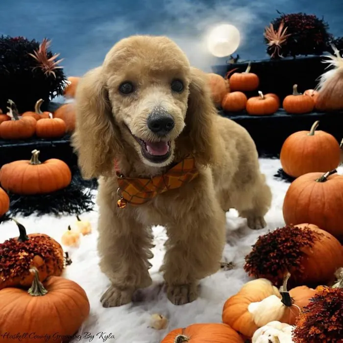 Haskell County Animal Clinic Picture 7