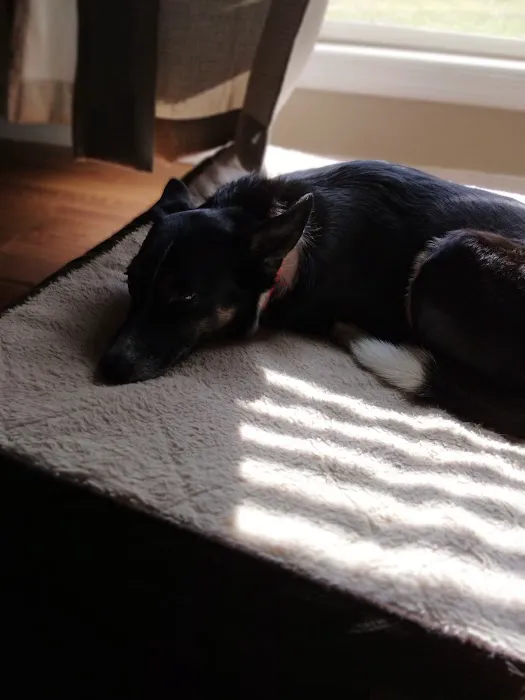 Fenton Animal Picture 2