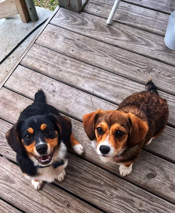 Fenton Animal Picture 3