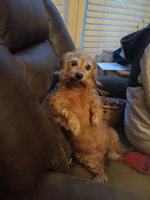 Fenton Animal Picture 10