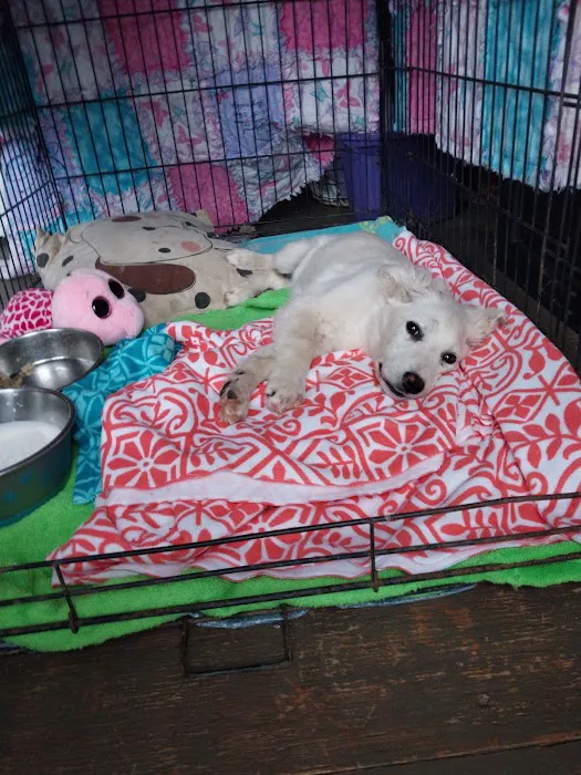 Fenton Animal Picture 8