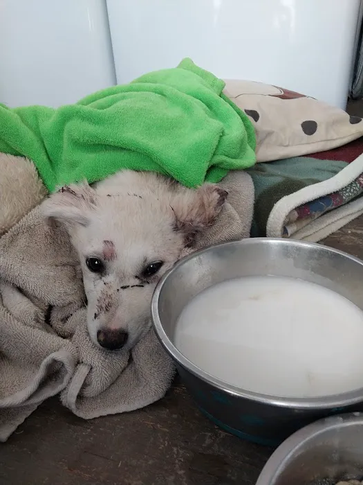 Fenton Animal Picture 7