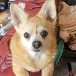 Fort Smith Veterinary Clinic