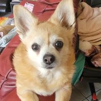 Fort Smith Veterinary Clinic ico