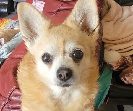 Fort Smith Veterinary Clinic