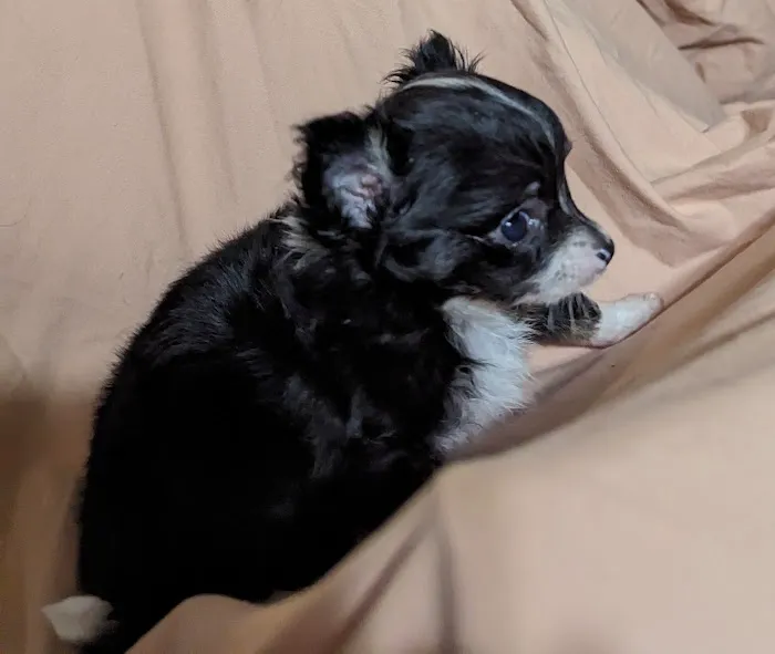 Fort Smith Veterinary Clinic Picture 2