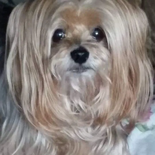 Fort Smith Veterinary Clinic Picture 7