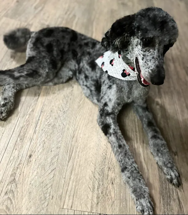 Fort Smith Veterinary Clinic Picture 8