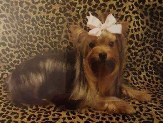 Fort Smith Veterinary Clinic Picture 6