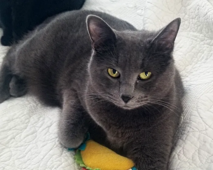 Fort Smith Veterinary Clinic Picture 10