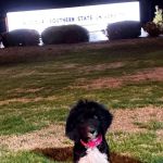 Arkansas Veterinary Clinic